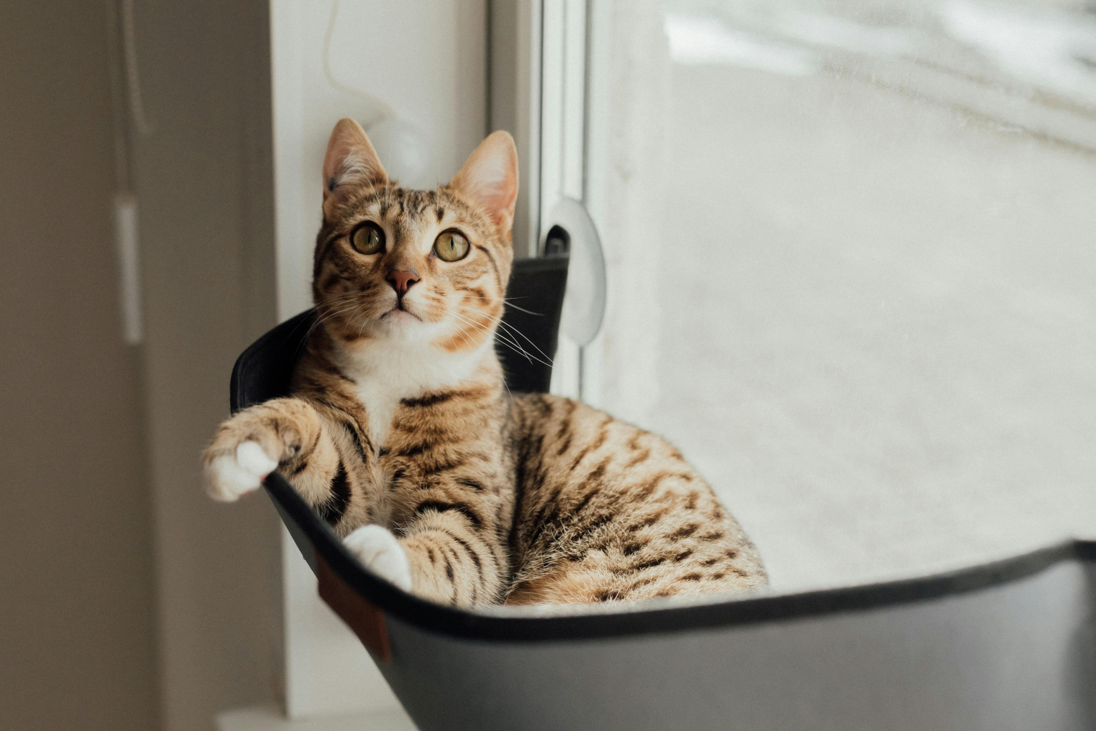 Cat lounging on window seat in a softly lit, plant-filled home
