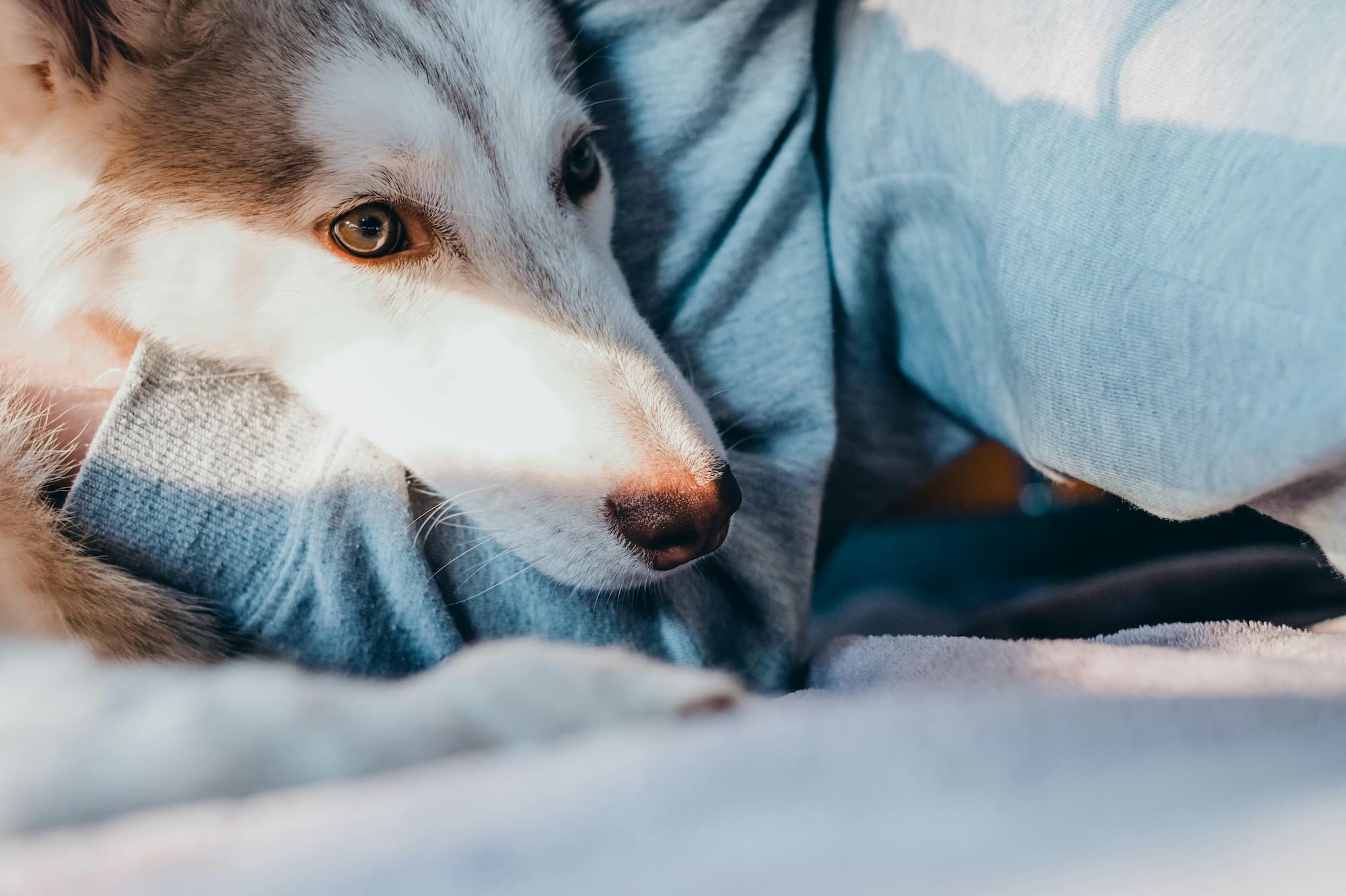 Dog laying on couch in a cozy living room
