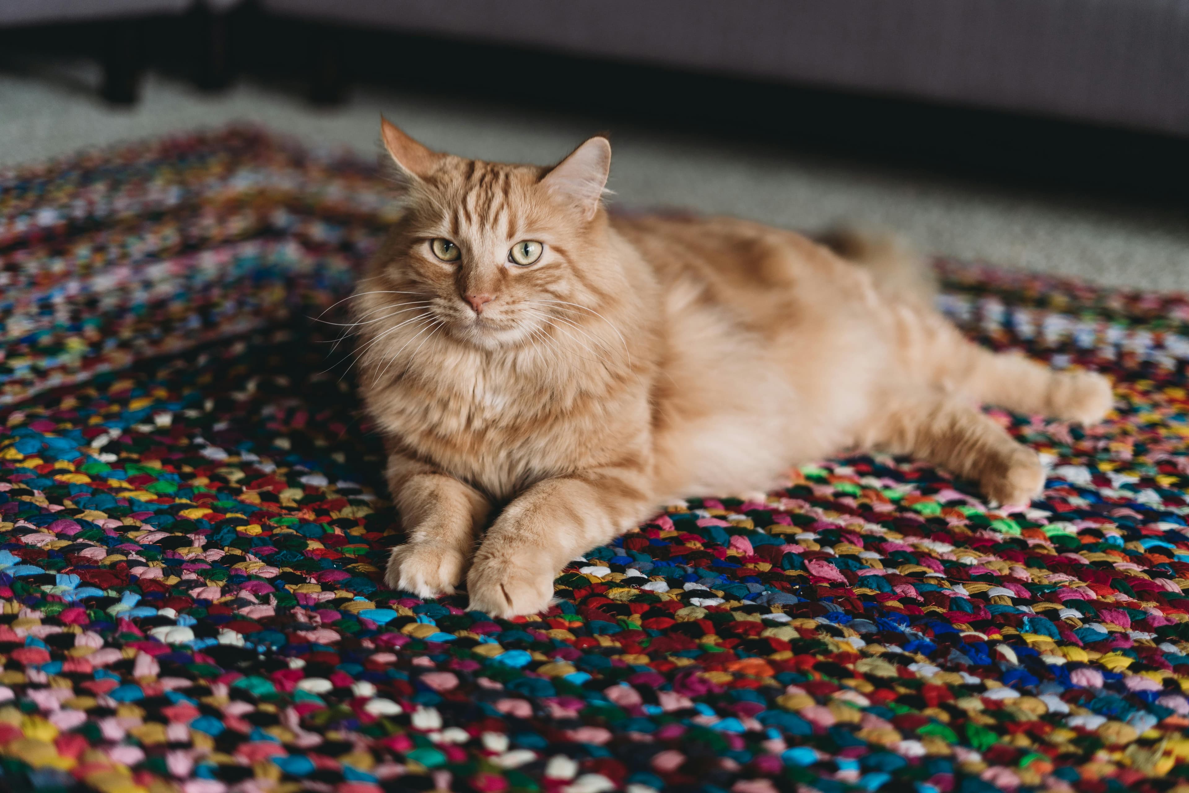 Neutral-toned pet bed on warm wooden floor