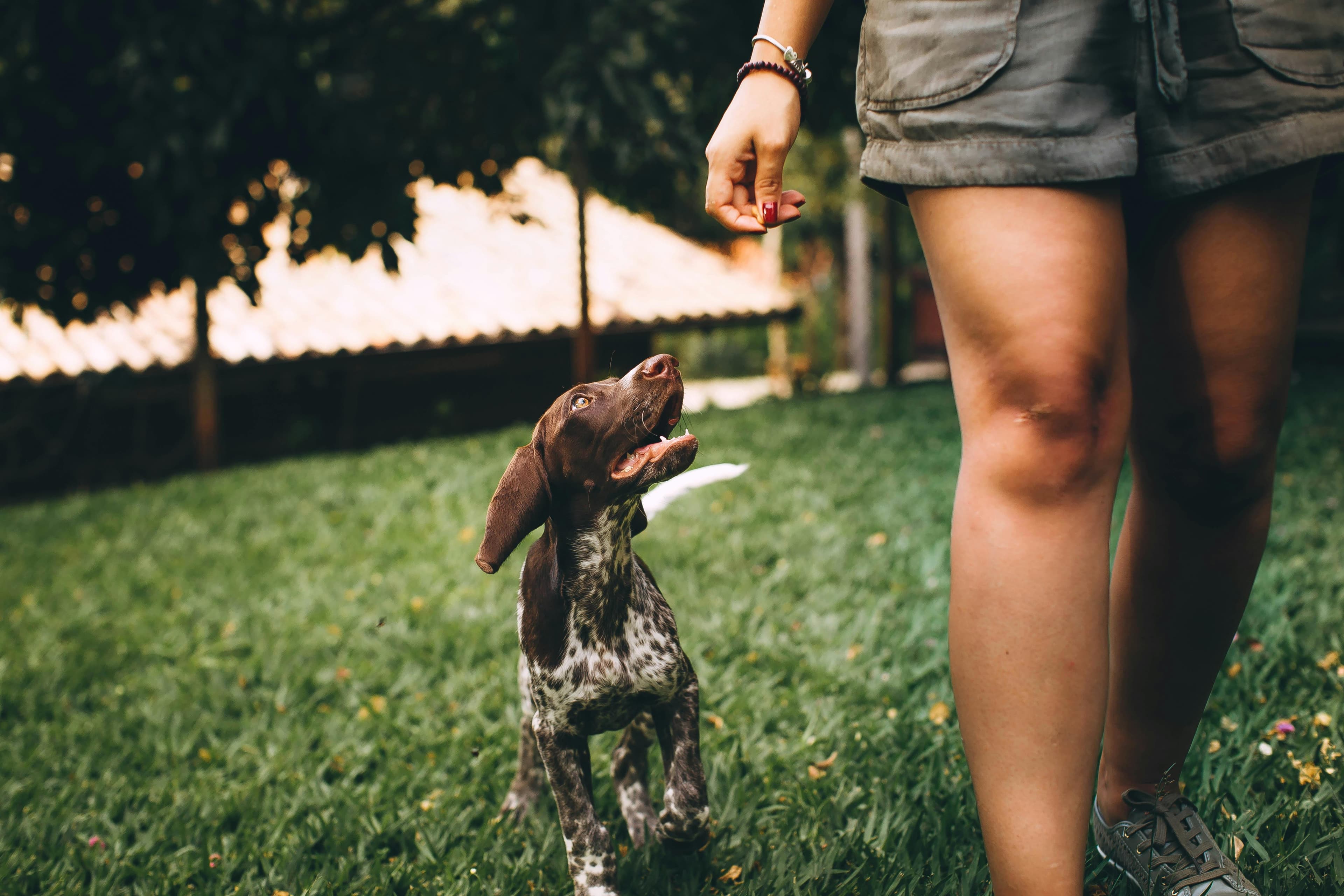 Pet walking outside